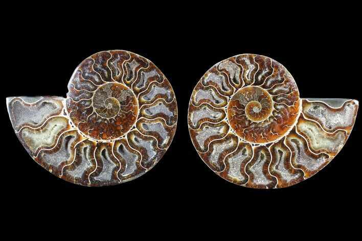 Cut & Polished Ammonite Fossil - Crystal Chambers #103072